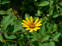 Heliopsis buphthalmoides