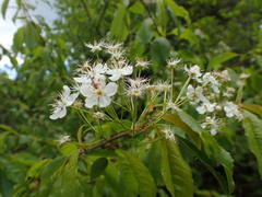 Cerasus