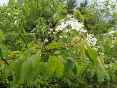 Cerasus