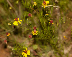 Helenium amarum badium