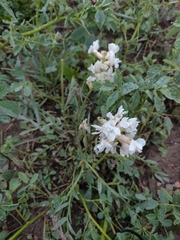 Oxytropis sericea