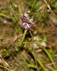 Monarda clinopodioides