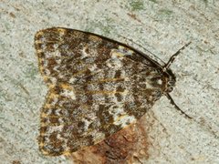 Parelictis saleuta