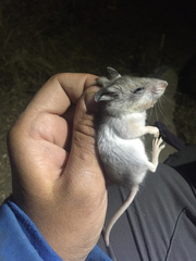 Southern Grasshopper Mouse photo 4
