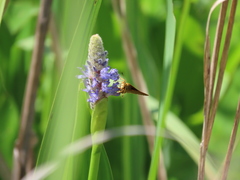 Problema bulenta