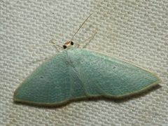 Poecilasthena fragilis