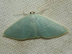 Poecilasthena fragilis