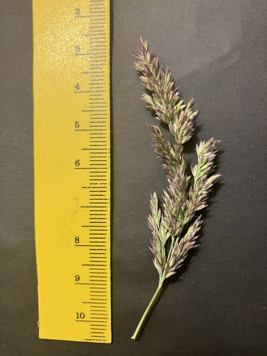 Pickering's Reed Bentgrass (Calamagrostis pickeringii)
