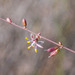 Hooveria parviflora - Photo (c) BJ Stacey, alguns direitos reservados (CC BY-NC)