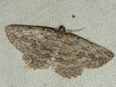 Psilosticha absorpta