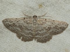 Psilosticha absorpta