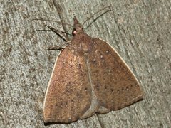 Authaemon stenonipha