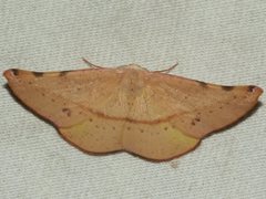 Onycodes traumataria