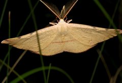 Onycodes traumataria