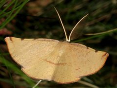 Onycodes traumataria