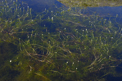 Ranunculus confervoides