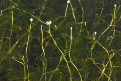 Ranunculus confervoides