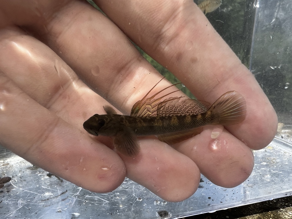 Multispotted Goby