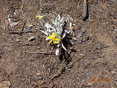 Packera candidissima