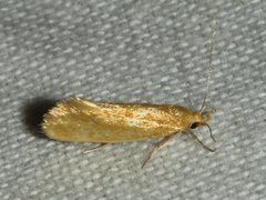 Telocharacta hemicroca