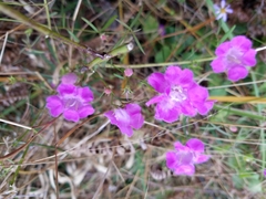 Agalinis setacea