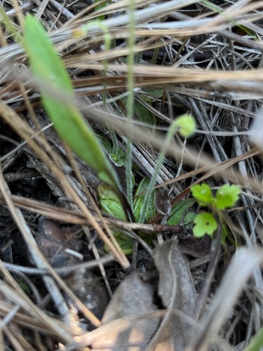 Pinguicula pumila