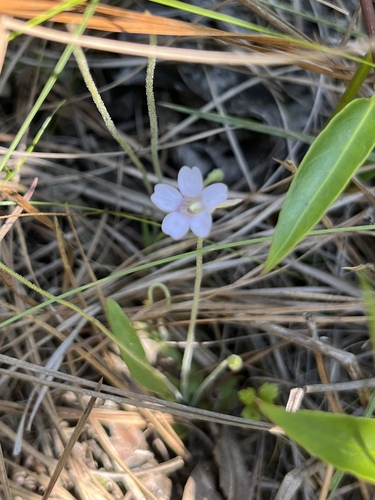 Pinguicula pumila