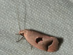 Acanthodela erythrosema