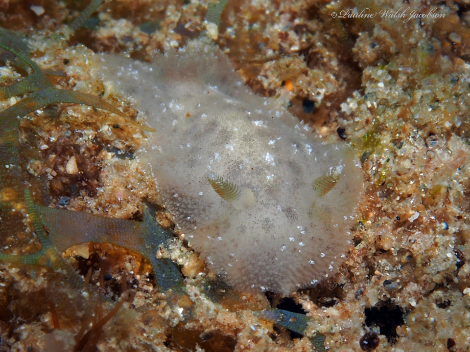 Spotted Foot Nudibranch
