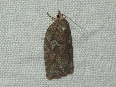 Thrincophora signigerana