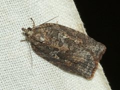 Thrincophora signigerana