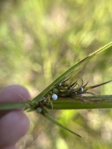 Image of Smooth-Seeded Hairy Nutrush (Scleria bellii) by (c) harrier, some rights reserved (CC BY)