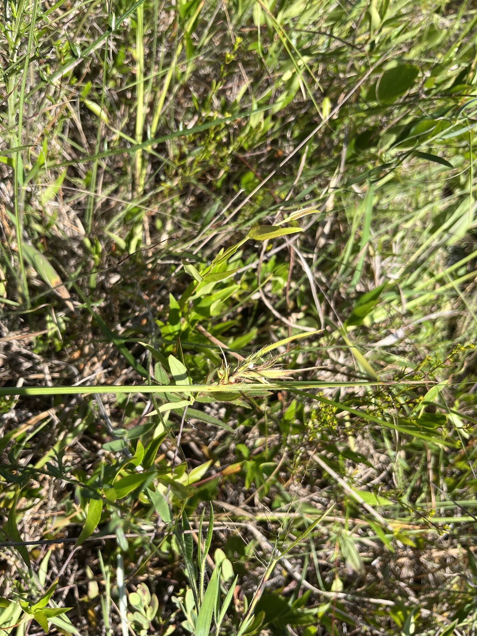 Smooth-Seeded Hairy Nutrush (Scleria bellii)