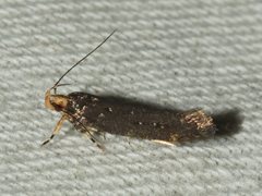Macrobathra porphyrea