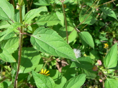 Heliopsis buphthalmoides