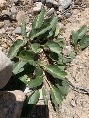 Asclepias nyctaginifolia