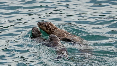 North American River Otter photographed in Washington