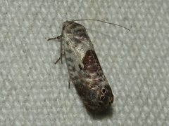 Eupselia carpocapsella