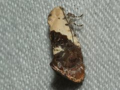 Hypertropha chlaenota