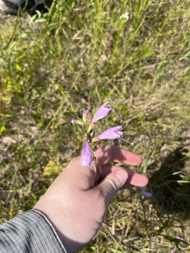 Image of Physostegia purpurea by (c) harrier, some rights reserved (CC BY)