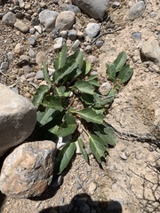Asclepias nyctaginifolia