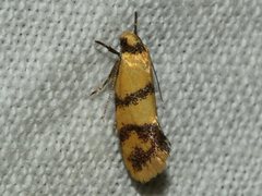 Psaroxantha basilica