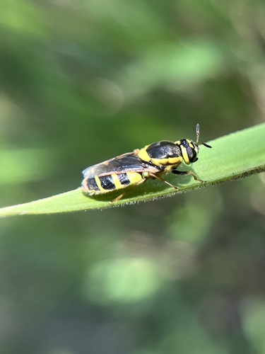 Psellidotus flavicornis