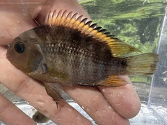 T-Bar Cichlid photo 3