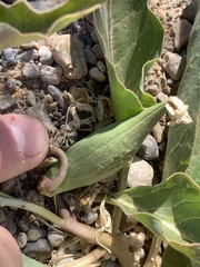 Asclepias nyctaginifolia