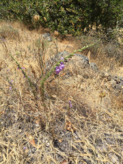 Sairocarpus vexillocalyculatus