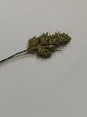 Carex austrina
