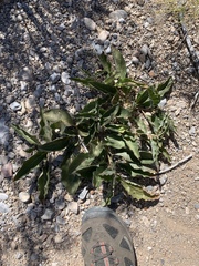 Asclepias nyctaginifolia