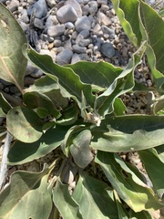 Asclepias nyctaginifolia