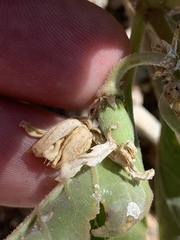 Asclepias nyctaginifolia